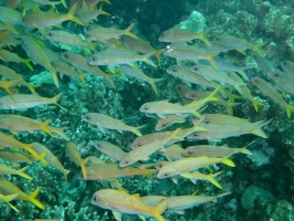 68  Yellowfin Goatfish IMG 2810